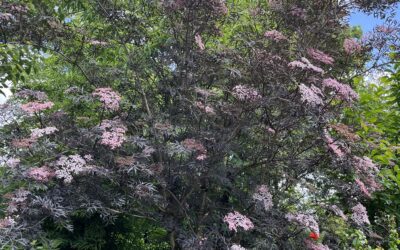 Récap photos : Visite du jardin des Martels – Jeudi 15 mai 2025