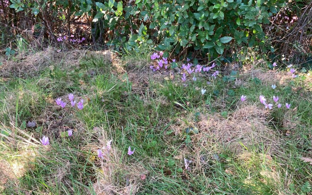 Balade à Cabanès sous un chaud soleil d’octobre